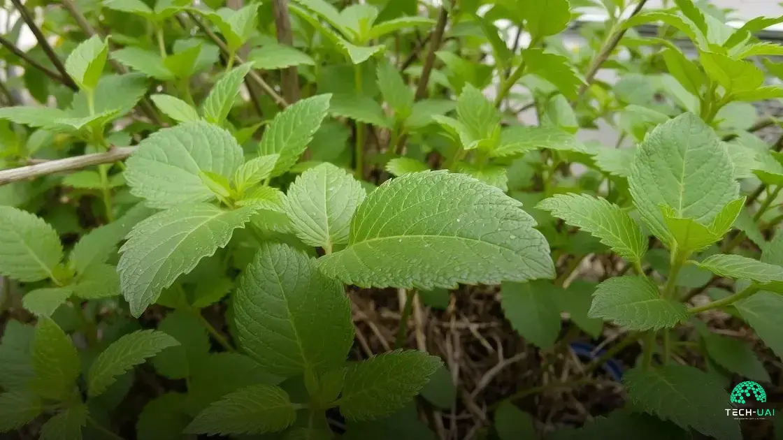 como linkar o js no html: Dicas essenciais para iniciantes